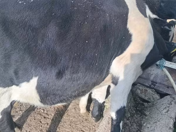 公牛, Russian Black pied cattle