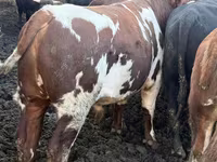 Bulle, Simmental cattle — Foto 6