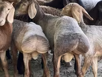 Խոյ, Arashan sheep — լուսանկար 3