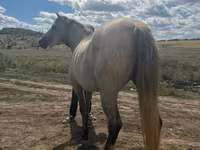 Égua, Cavalos — foto 5