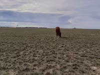Էգ ձի, Horse breed — լուսանկար 3