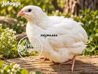 Quails — Foto 1