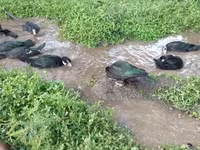 Ducks — الصورة 6