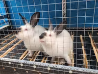 2 кролик с клеткой - Просторная двухсекционная клетка на высокой — фото 1