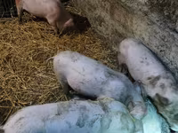 Eber, Schweine — Foto 2