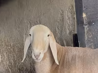 मेढ़ा, Arashan sheep — फ़ोटो 2