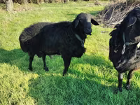 Қошқар, Tian-Shan semifinewool sheep — 3-сурет