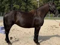 Yegua, Percheron — foto 2