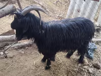 Goat, Dagestan coarsewool goat — photo 1