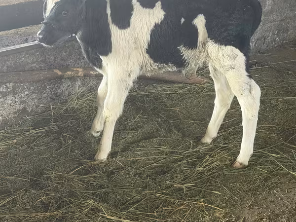 公牛, Russian Black pied cattle