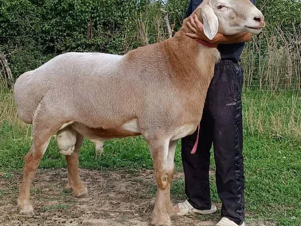 Խոյ, Ոչխարներ