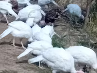 Լայն կուրծք ունեցող սպիտակ — լուսանկար 4