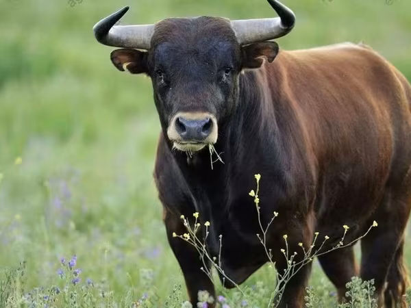 公牛, Cattle