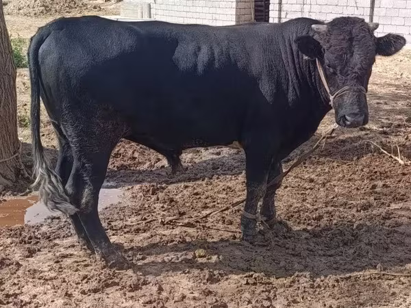 Bull, Aberdeen-Angus
