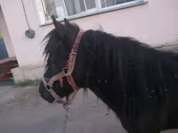 Stute, Shetland Pony — Foto 4
