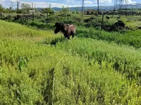 Ձի, American shetland pony — լուսանկար 5