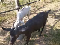 Էգ այծ, Այծեր — լուսանկար 2