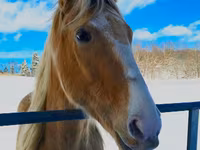 Ձի, Racking Horse — լուսանկար 4