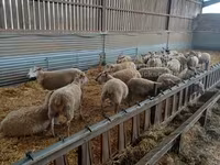 Ոչխար, Rouge de l’Ouest sheep — լուսանկար 1