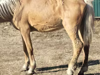 Mare, Horses — photo 2