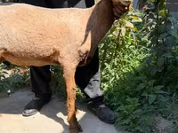 Ոչխար, Jaidara sheep — լուսանկար 2