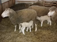 Ram, Dorset horn sheep — photo 3