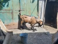 Արու այծ, Alpine goat — լուսանկար 2