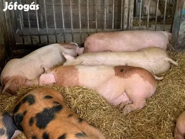 Sow, Pigs