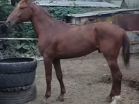 घोड़ा, Trakehner — फ़ोटो 7