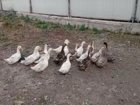 Ducks — photo 2