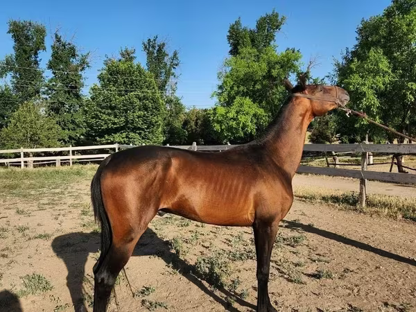 Hengst, Akhal-Teke