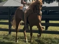 حصان, Rocky Mountain Horse — الصورة 7
