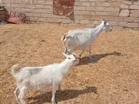 Էգ այծ, Toggenburg goat — լուսանկար 3