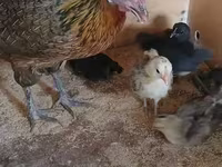 फीनिक्स — फ़ोटो 4