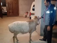 Խոյ, Edilbay sheep — լուսանկար 2