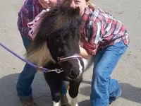 母马, Miniature horse — 照片 6