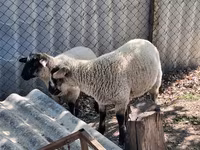 كبش, White Suffolk sheep — الصورة 1
