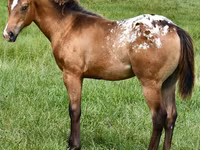 Égua, Appaloosa — foto 4