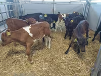 Cow, Simmental cattle — photo 1