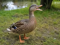 Ducks — լուսանկար 2