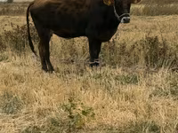 Уй, Швиц породу — сүрөт 4