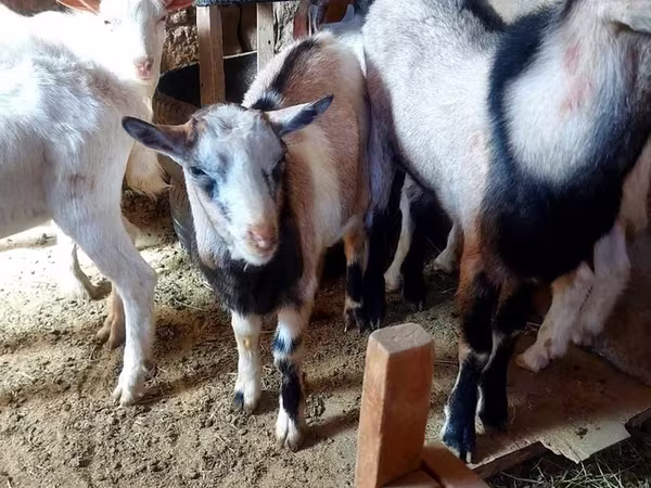 母山羊, Goats