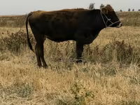 Уй, Швиц породу — сүрөт 3