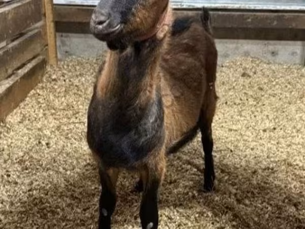 Արու այծ, Alpine goat