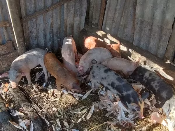 Eber, Schweine