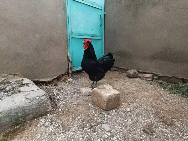 Chickens