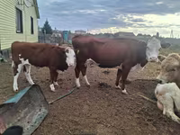 Ցուլ, Latvian Blue cattle — լուսանկար 1