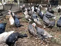 Turkeys — الصورة 3