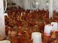 Chickens — Foto 3