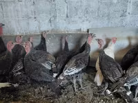 Turkeys — الصورة 4